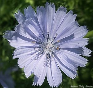 Beautiful Chicory Flower