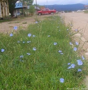 Chicory naturalized on roadside