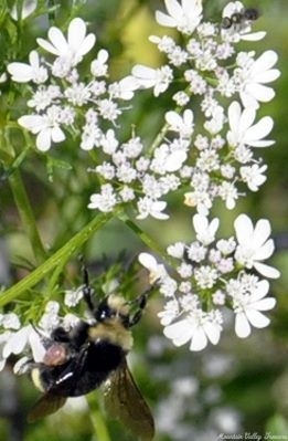 Cilantro attracts bees
