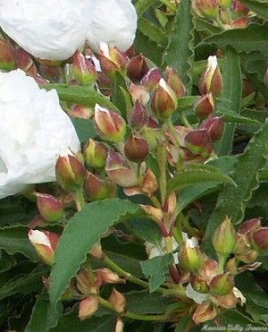Large White Rockrose Buds