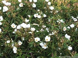 Flowers among the bush of the Large White Rockrose.