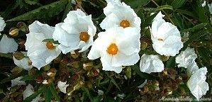 Flowers are plentiful on this gorgeous shrub.