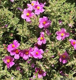 Warley Rose Rockrose in bloom