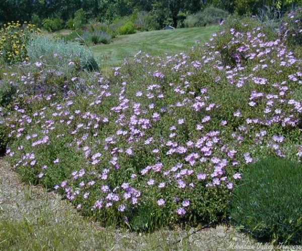 Pink Rockrose in full bloom