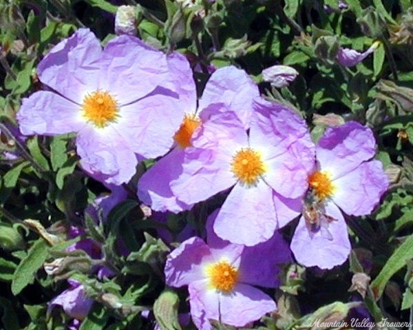 Close up of Pink  Rockrose flowers