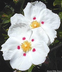 Cistus ladanifer Crimson Spot Rockrose Flowers