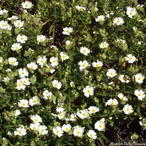 Montpelier Rockrose