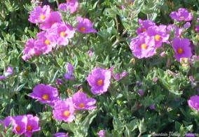 Sunset Rockrose