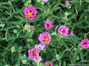 Orchid Rockrose about to open.