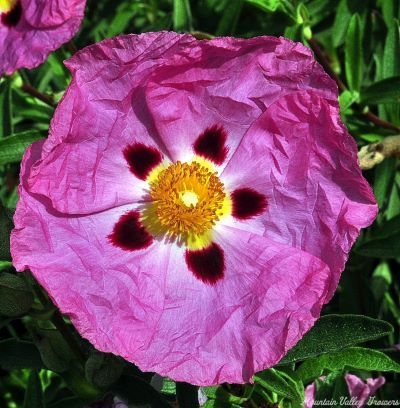 Image of Orchid rockrose seed pods