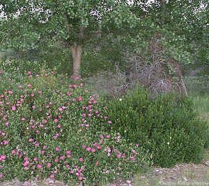 Mature Orchid Rockrose cascades next to Crimson Spot Rockrose 