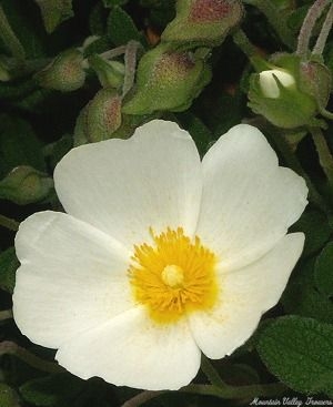 Sageleaf Rockrose Flower