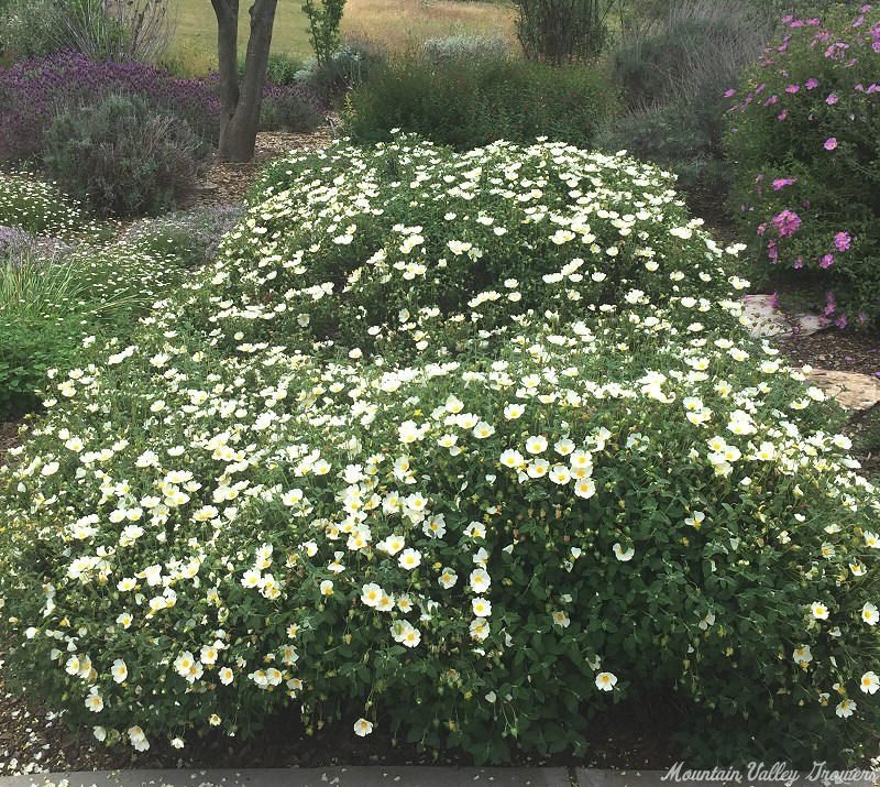 Sage Leaf Rockrose hedge in spring