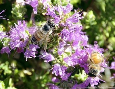 Conehead Thyme with bees