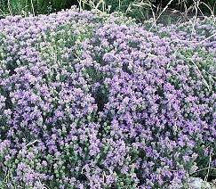 Conehead Thyme in Full Bloom