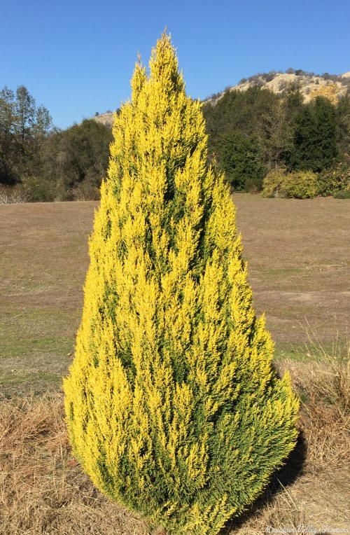 Organic Cupressus macrocarpa var. Goldcrest Lemon Cypress Plants from ...