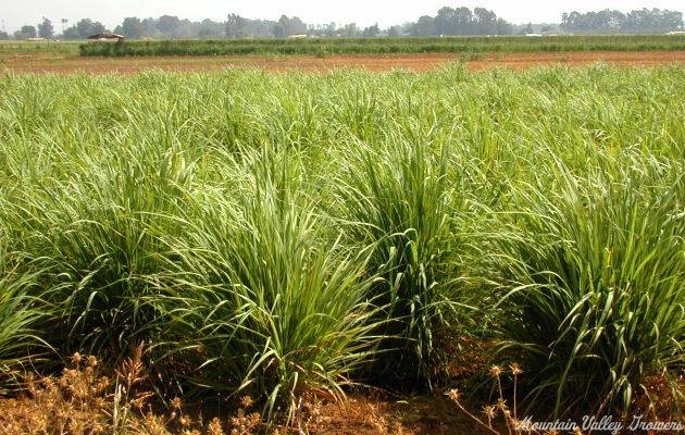 Cymbopogan citratus Lemon Grass Plants in the field.