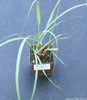 Cymbopogon nardus Citronella Grass image