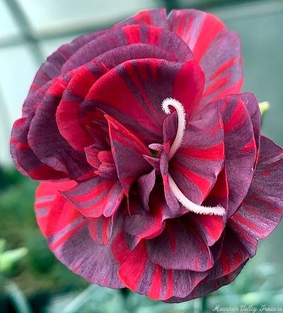 Chomley Farran Flower
