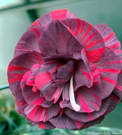 Dianthus Chomley Farran Flower