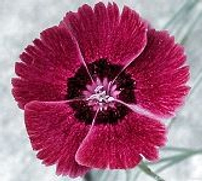 Clove Pink is included in the Fragrant Herb Garden Zones 5-11 