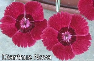 Clove Pink Dianthus