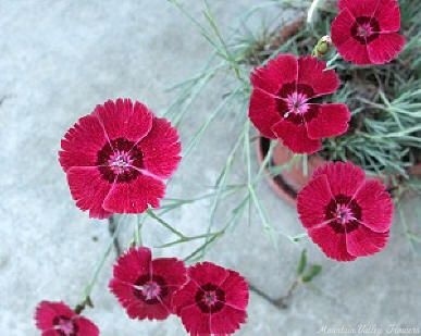 The Smell Good Flowers of Dianthus