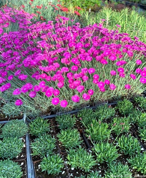 3 kinds of Dianthus