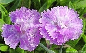 Tiny Rubies Dianthus