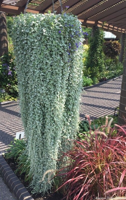 Silver Dichondra Hanging Basket