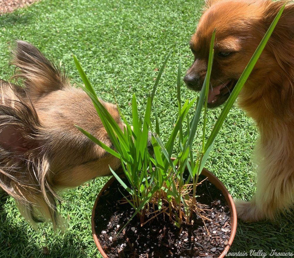 Dogs loving Vanilla Grass