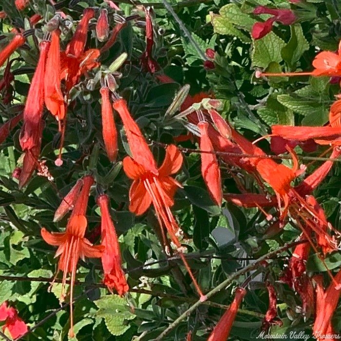 Hummingbird plant blooming