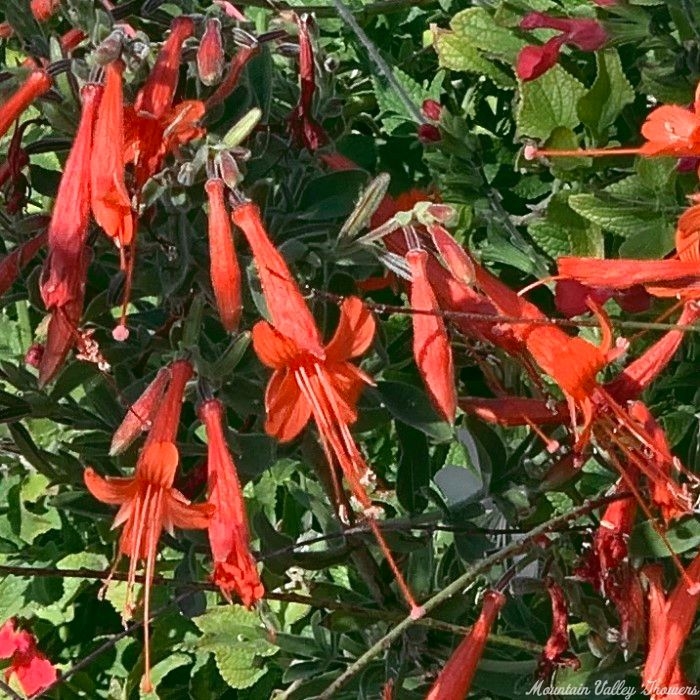 fuschia plant