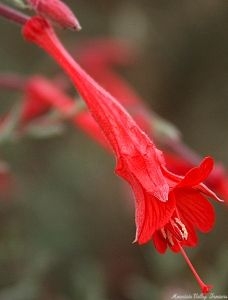 Gray Calfornia Fuchsia flower