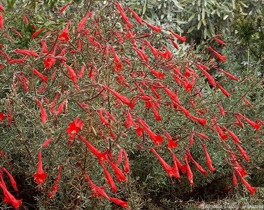 Glorious color of the Gray California Fuchsia