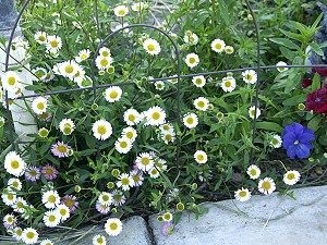 Santa Barbara Daisy in a small mixed border.