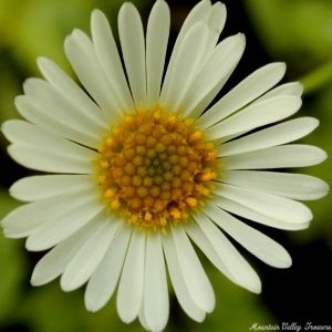 Close up of Santa Barbara Daisy