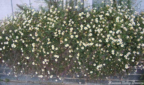 Santa Barbara Daisy in a six foot long planter box.