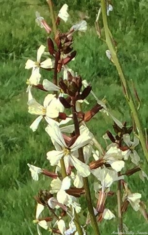 Tasty Arugula Flowers