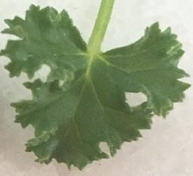 Fingerbowl Scented Geranium Leaf