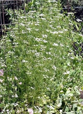 Cilantro in flower