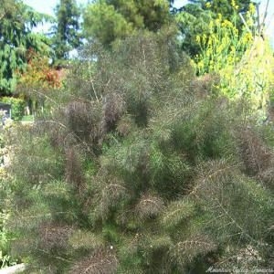 Large Bronze Fennel