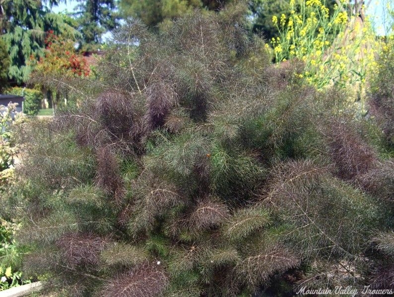 Mature Bronze Fennel