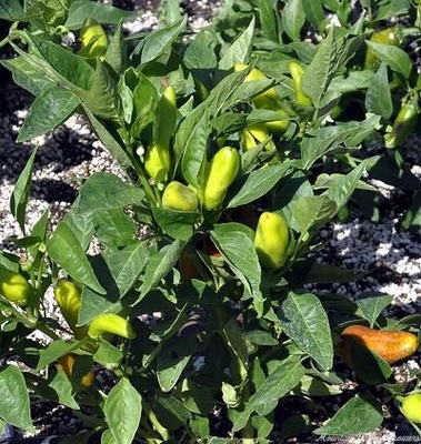 Capsicum annum Fresno Chili Pepper image