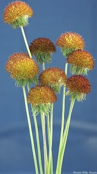 Gaillardia aristata cones