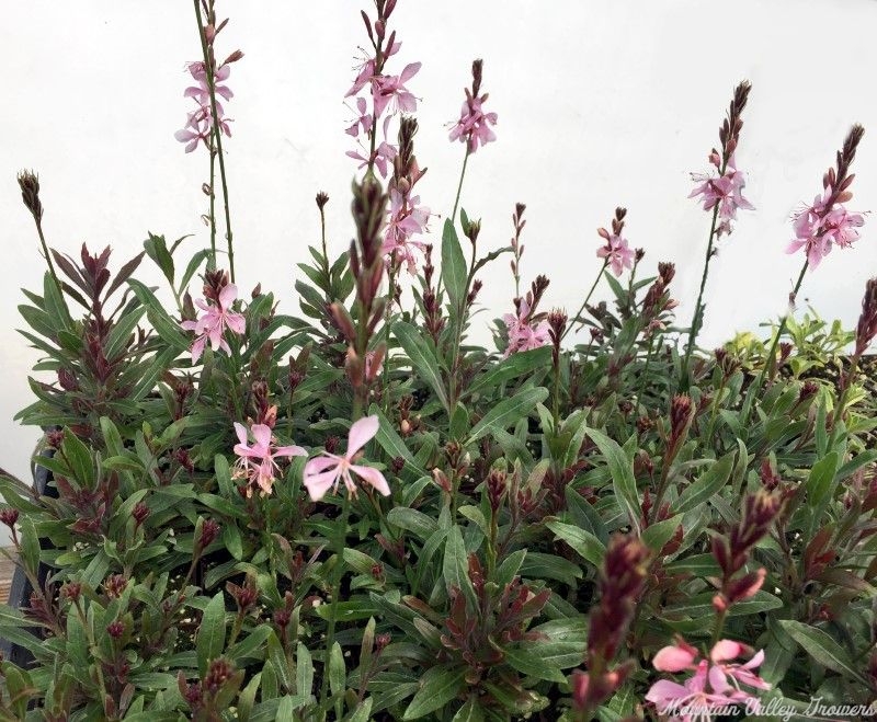 Pink Gaura in three inch pots