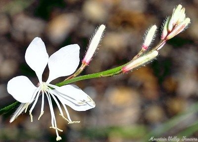 Flower of Variegated Gaura