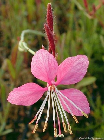 Pink Gaura Flowering