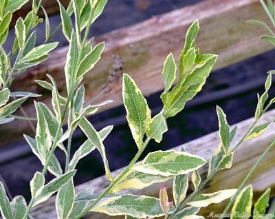 Gaura lindheimeri variegata Variegated Gaura image