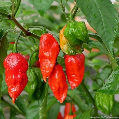 Capsicum chinense Ghost Pepper image